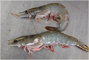 Penaeid prawns (Chapter 14) - Ecology and Conservation of