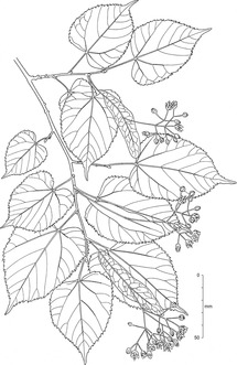 Spetsmossa Tiarella Cordifolia Till Nya Rabatten Langs