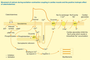 excitation contraction coupling for dummies