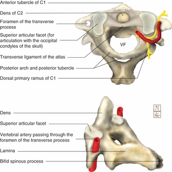 Spinal Anatomy Including Transverse Process and Lamina