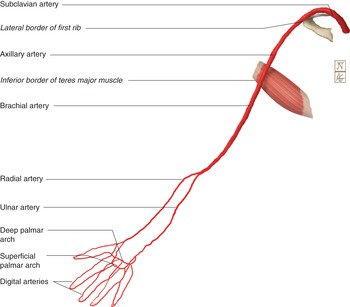 The upper limb (Chapter 6) - Applied Anatomy for Anaesthesia and Intensive  Care