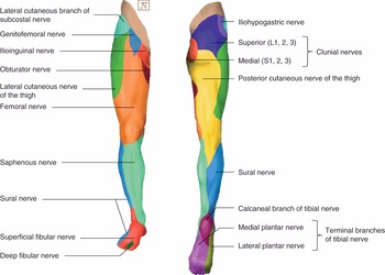 Lower Extremity Sensory Nerves