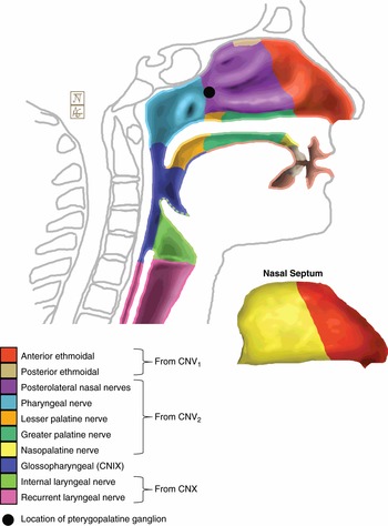 Anterior Ethmoidal Nerve Supply