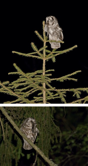 Mean (±SD) clutch size of Tengmalm's Owls in nine ten-day laying