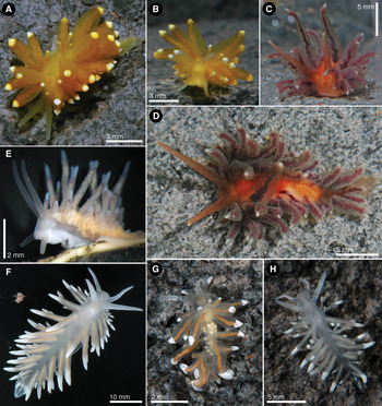 Revision Of Several Poorly Known Antarctic Aeolid Nudibranch Species ...