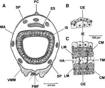 The biology and functional morphology of the predatory septibranch ...