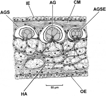 The biology and functional morphology of the predatory septibranch ...