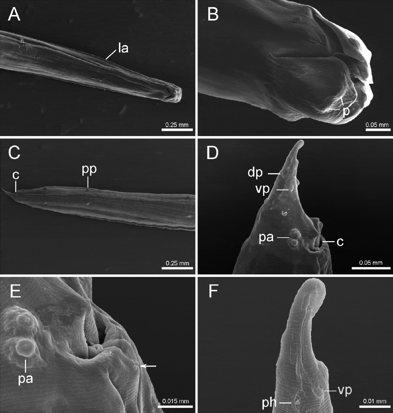 Morphological and molecular characterization of Ortleppascaris sinensis ...