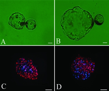 Generation of large pig and bovine blastocysts by culturing in human ...