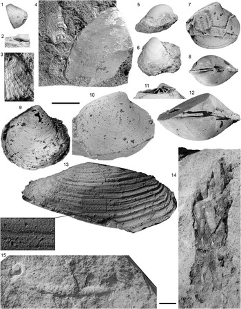 Full article: Marine and terrestrial invertebrate borings and fungal damage  in Paleogene fossil woods from Seymour Island, Antarctica