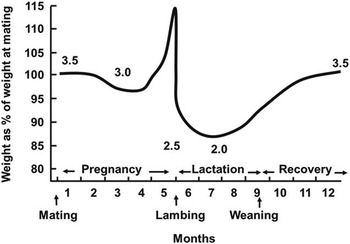 Invited review: Improving neonatal survival in small ruminants: science ...