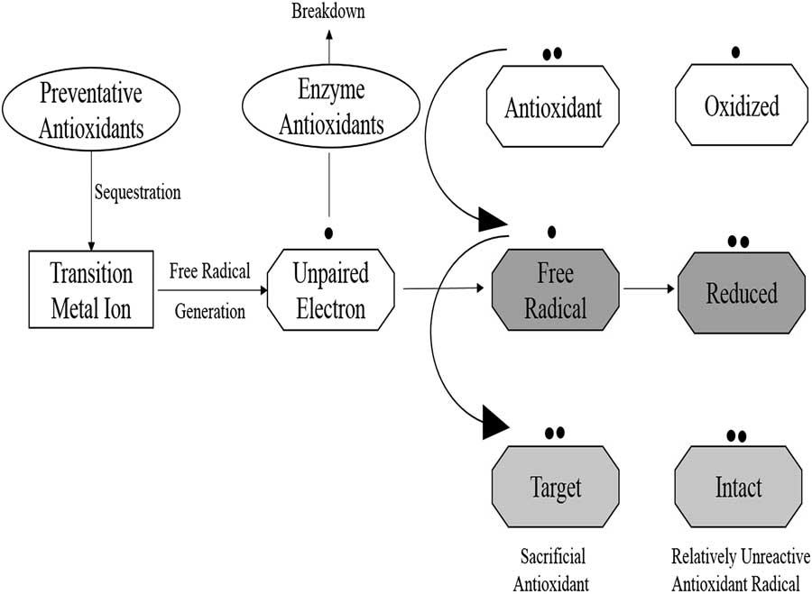 Review In vivo and postmortem effects of feed antioxidants in