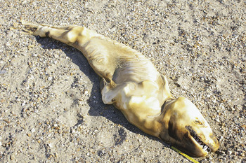 Report of a mummified leopard seal carcass in the southern Dry ...