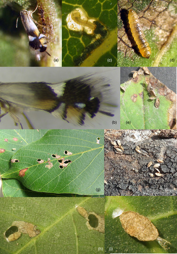 Family Heliozelidae (Shield Bearer Moths)