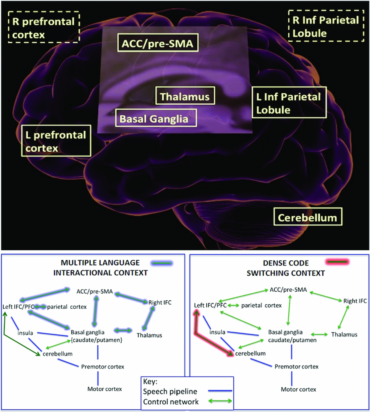 Neuroimaging Of Language Control In Bilinguals: Neural Adaptation And ...