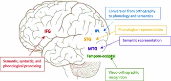 Neuroimaging studies of reading in bilinguals*, Bilingualism: Language and  Cognition