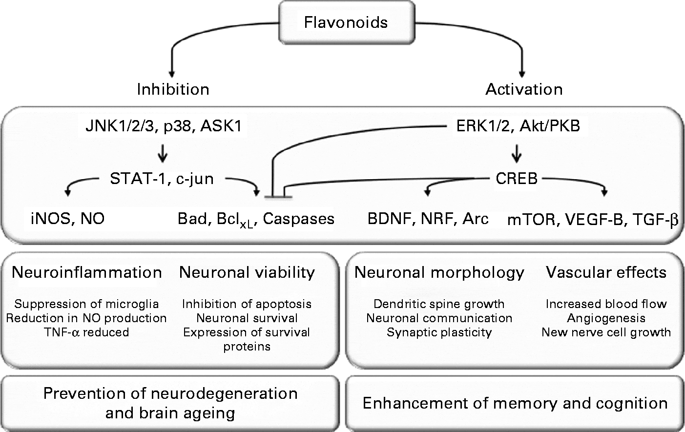 The impact of fruit flavonoids on memory and cognition British