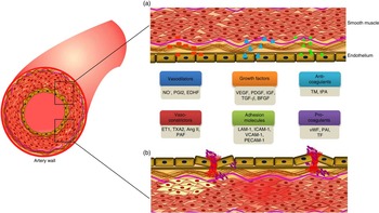 Reversibility of endothelial dysfunction in diabetes role of