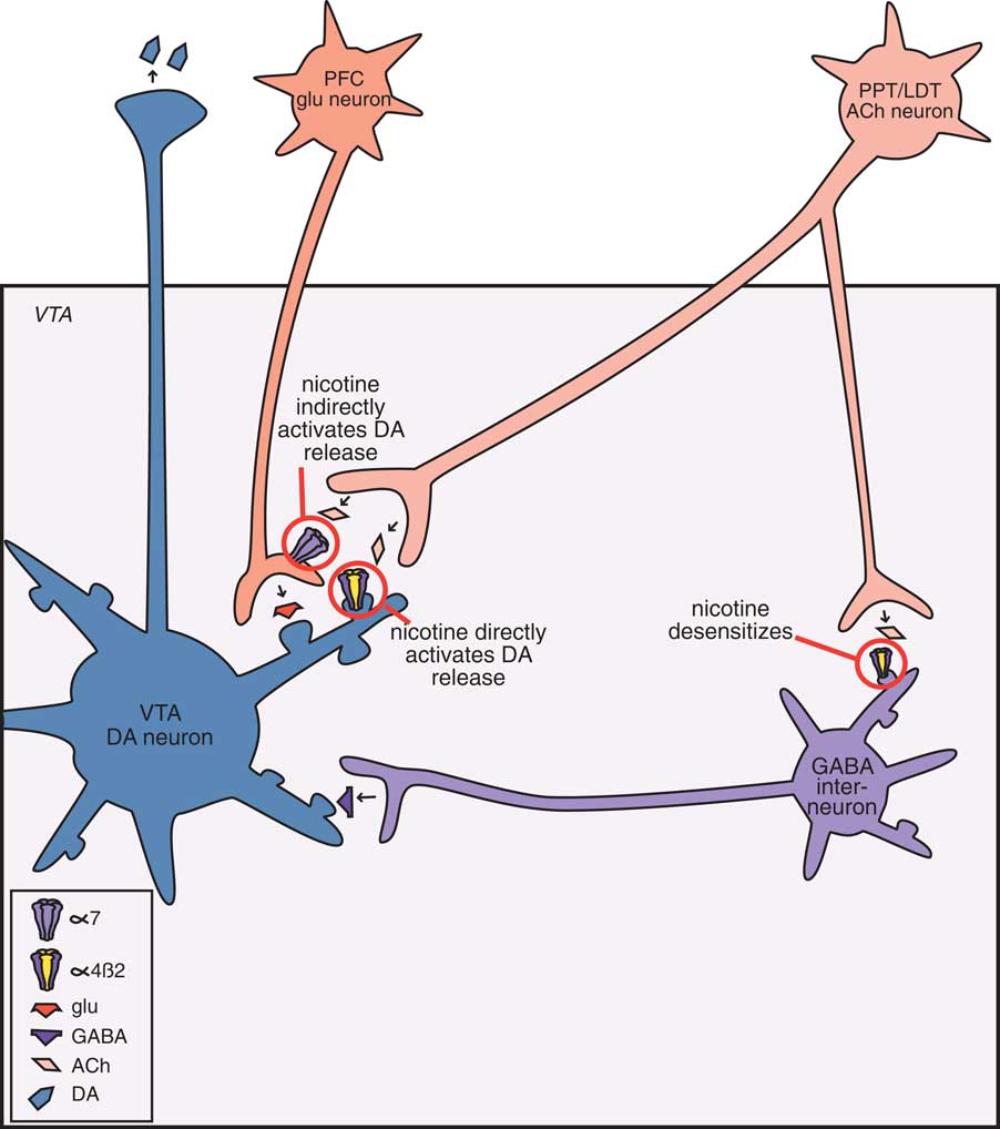 Pharmacotherapy of cognitive deficits in schizophrenia | CNS Spectrums ...