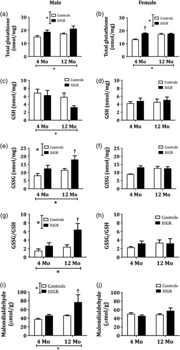 Effects Of Hypoxia Induced Intrauterine Growth Restriction On Cardiac Siderosis And Oxidative