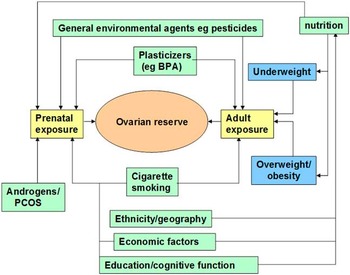 The Developmental Origins Hypothesis relevance to the