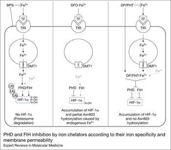 Hypoxia signalling manipulation for bone regeneration | Expert Reviews ...