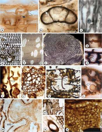 Full article: Marine and terrestrial invertebrate borings and fungal damage  in Paleogene fossil woods from Seymour Island, Antarctica