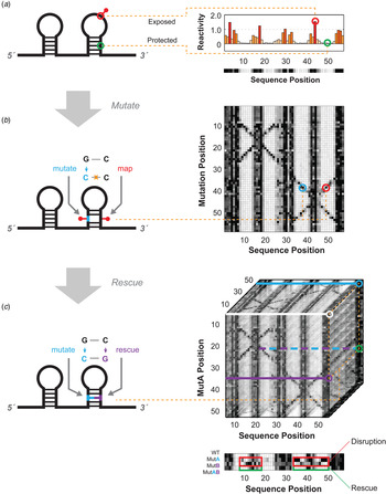 RNA structure through multidimensional chemical mapping | Quarterly ...