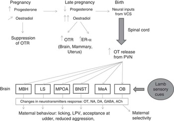 Maternal behaviour and lamb survival: from neuroendocrinology to ...
