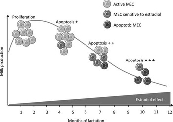 Role of ovarian secretions in mammary gland development and  