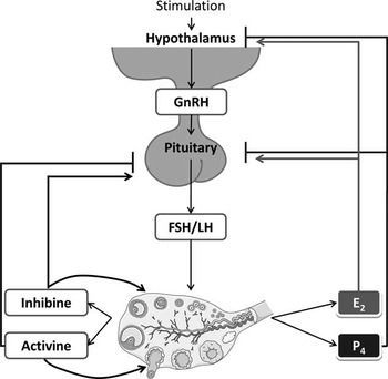 Role of ovarian secretions in mammary gland development and  