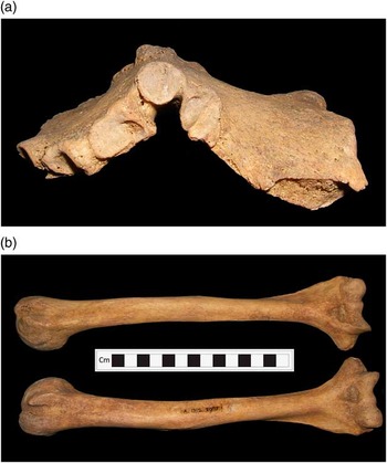 Difference in Death? A Lost Neolithic Inhumation Cemetery with Britain ...