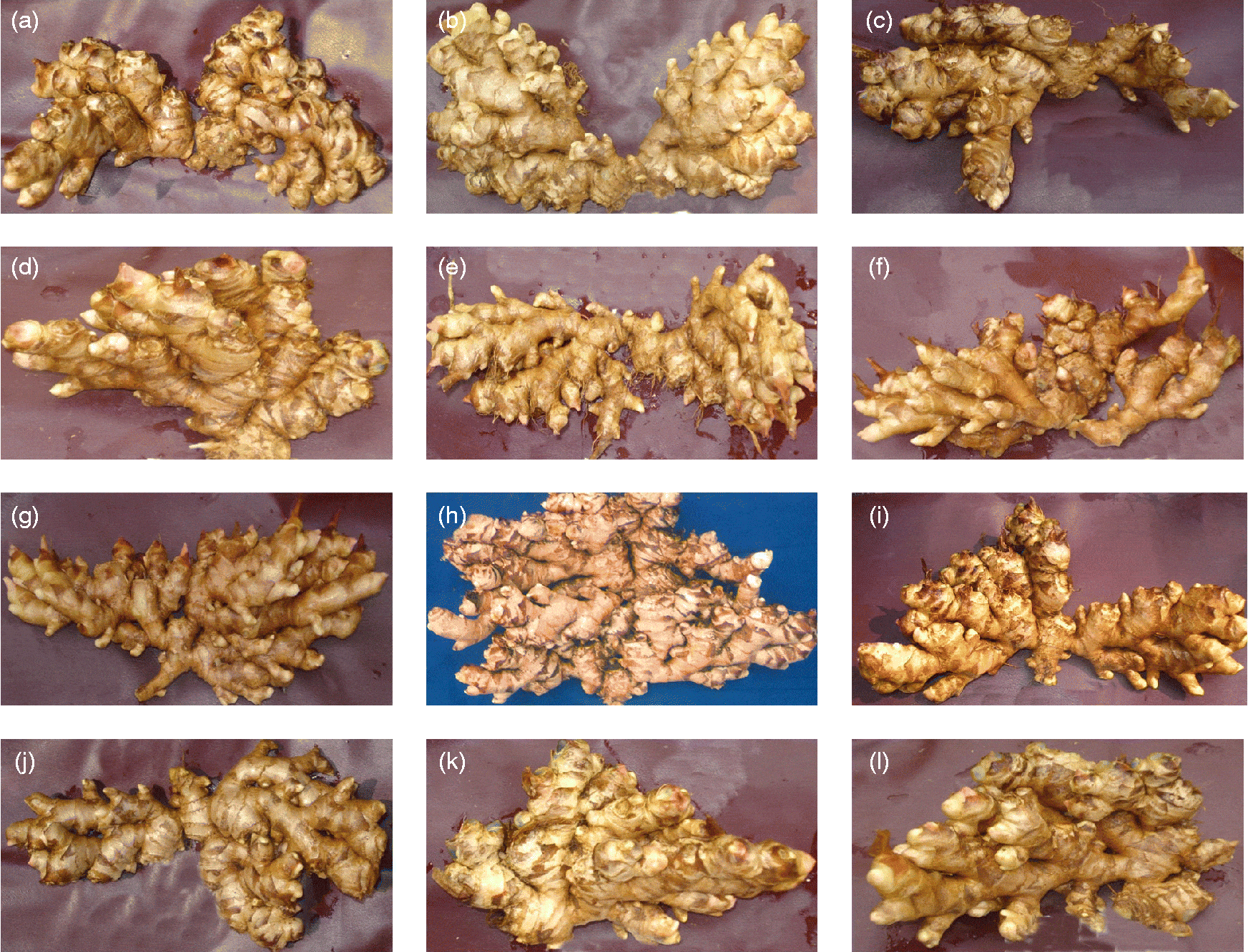 Diversity, characterization and utilization of ginger a review Plant Resources