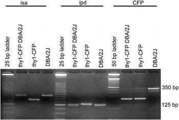 Anti-Brn-3a Antibody, POU-domain protein, clone 5A3.2