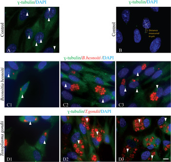 The G2 phase controls binary division of Toxoplasma gondii