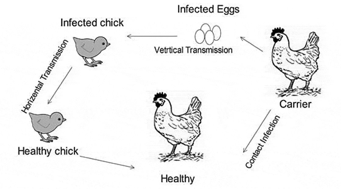 Mycoplasmosis In Poultry: Update On Diagnosis And Preventive Measures ...