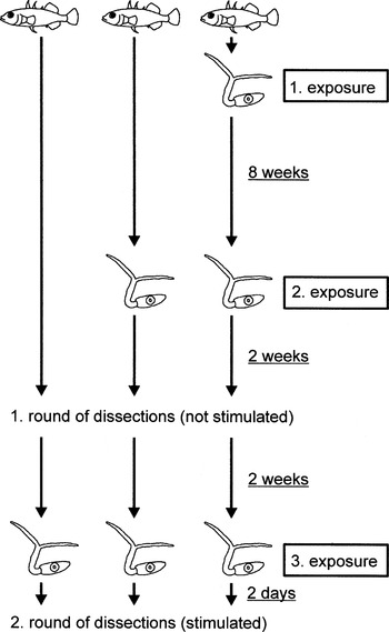 Local differences in immunocompetence reflect resistance of  