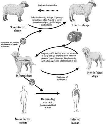 Echinococcus clearance treatment dogs