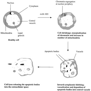 blastocystis hominis life cycle
