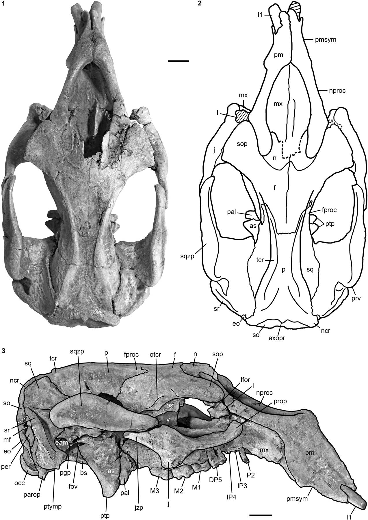 Evidence for two sympatric sirenian species (Mammalia, Tethytheria) in ...