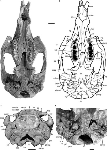 Evidence for two sympatric sirenian species (Mammalia, Tethytheria) in ...