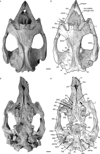 Evidence for two sympatric sirenian species (Mammalia, Tethytheria) in ...