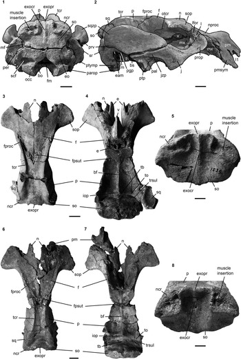 Evidence for two sympatric sirenian species (Mammalia, Tethytheria) in ...