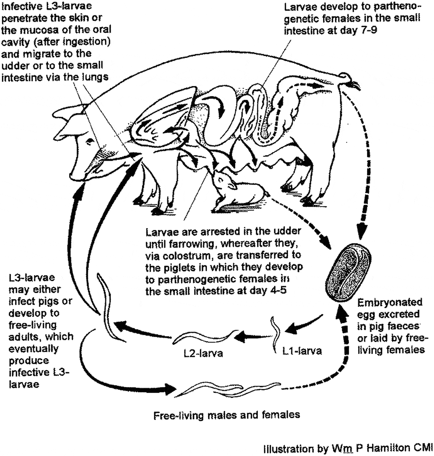 Strongyloides spp. infections of veterinary importance | Parasitology ...