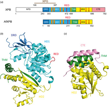 Molecular mechanisms of xeroderma pigmentosum (XP) proteins | Quarterly ...