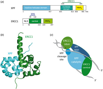 Molecular Mechanisms Of Xeroderma Pigmentosum Xp Proteins Quarterly Reviews Of Biophysics Cambridge Core