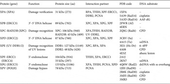 Molecular Mechanisms Of Xeroderma Pigmentosum (XP) Proteins | Quarterly ...