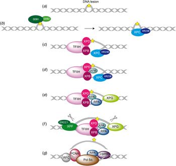 Molecular Mechanisms Of Xeroderma Pigmentosum (XP) Proteins | Quarterly ...