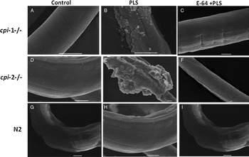 Uptake of dyes by dead, but not the live worms. A. Unstained live worm;