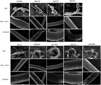 Uptake of dyes by dead, but not the live worms. A. Unstained live worm;